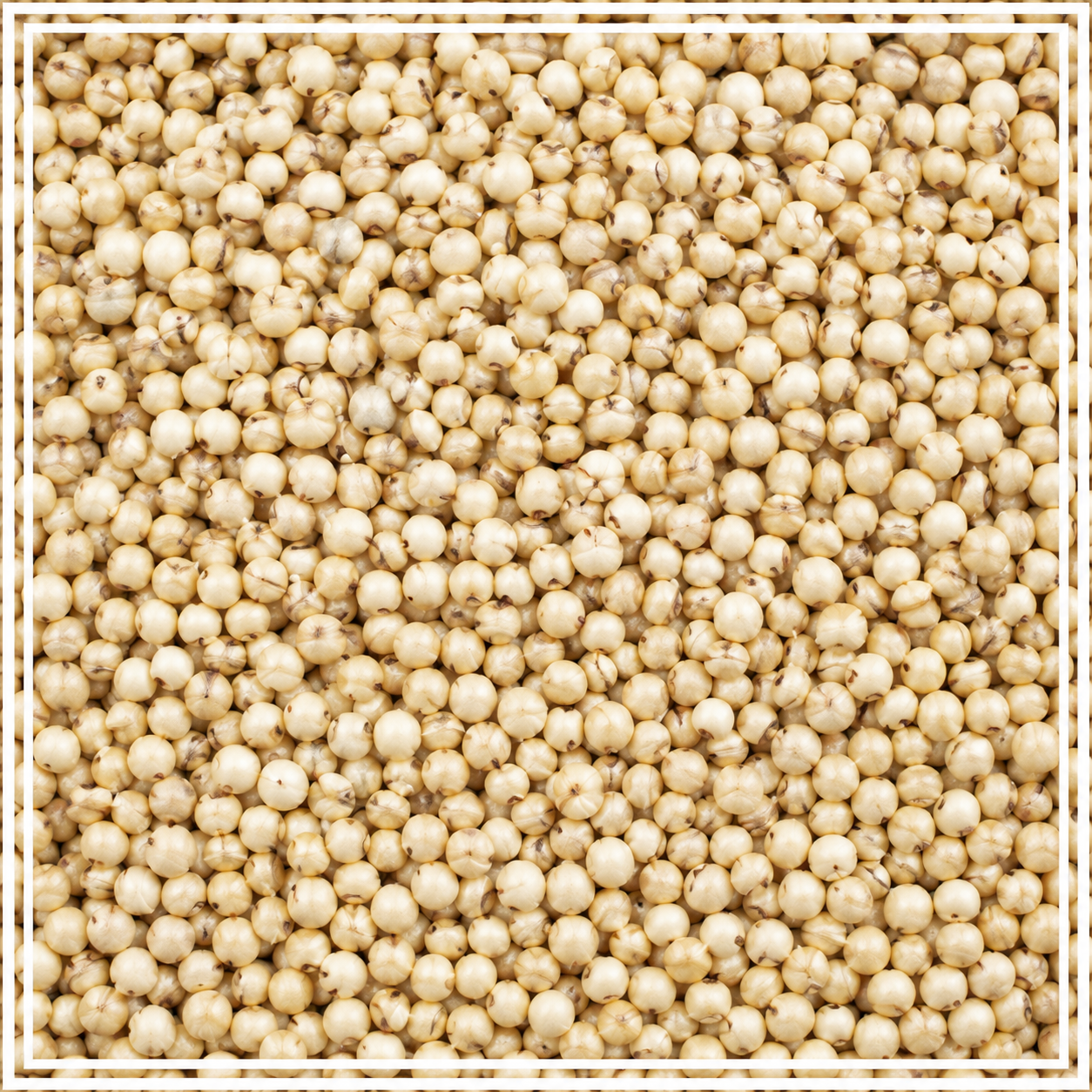 Jowar